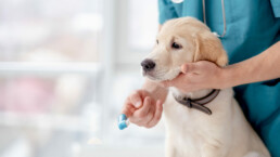 Hundewelpe bekommt die Zähne geputzt