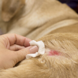 TVD-Partner-fuer-Tieraerzte-6