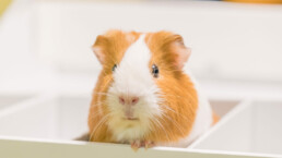 Meerschweinchen sitzt in einer Box