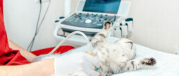 Tierarzt macht Ultraschall bei einer Katze