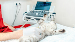 Tierarzt macht Ultraschall bei einer Katze